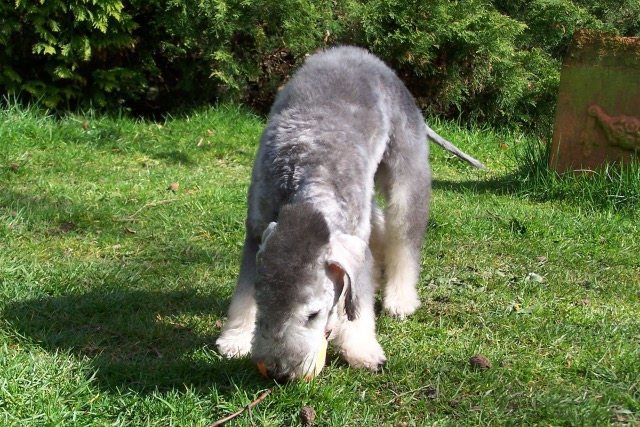 Arc-en-ciel Arlequin 06.04 (14).JPG